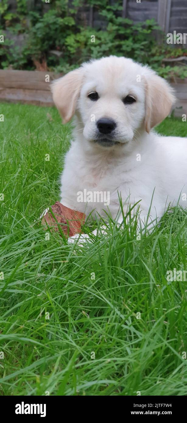 Golden Retriever Puppy giocando sull'erba Foto Stock