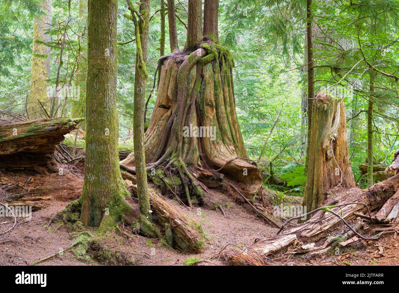 Vecchio albero nella foresta con il legno naturale debis sul terreno e la tacca del trampolino dalla raccolta del legno vecchio Foto Stock