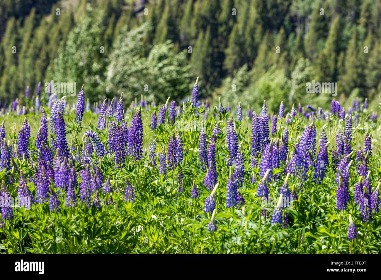 Lupin fiorisce all'inizio dell'estate nella Sun Valley Foto Stock
