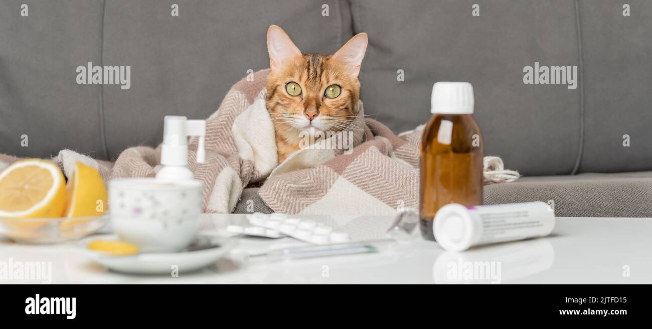 Gatto malato sul divano, avvolto in una coperta. Un gatto giovane con sintomi influenzali o coronovirus in trattamento a casa. Concetto di raffreddore e influenza invernale. Foto Stock