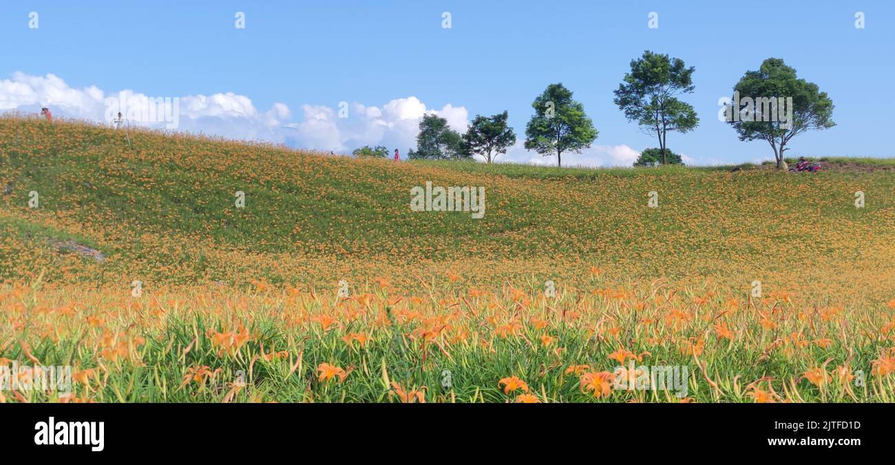 Chike Mountain, Hualien - 29 agosto 2022 : la bella montagna di fiori di giorno della Taiwan orientale Foto Stock