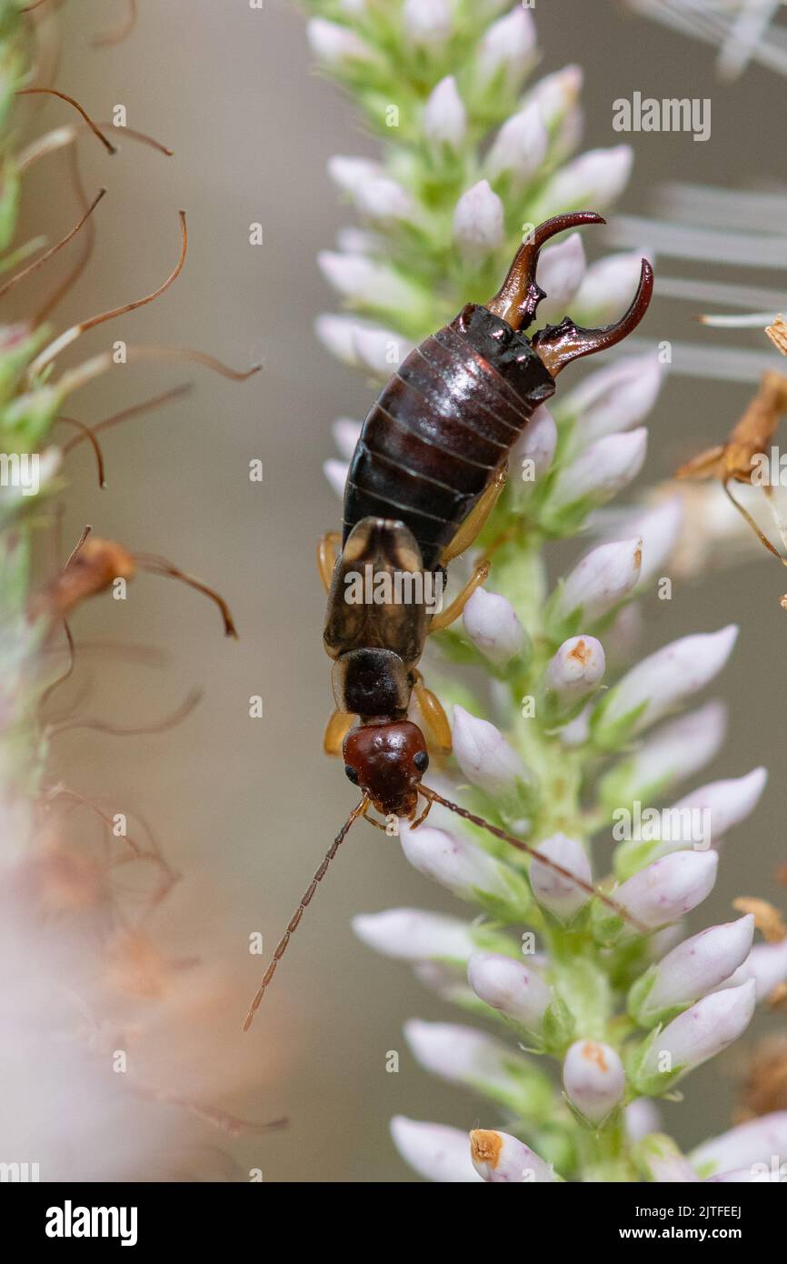 Earwig (Forficula auricularia), Foto Stock