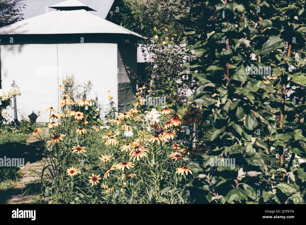 Cortile di casa rurale con aiuola. Giardino frontale con fiore echinacea purea coneflower. Agriturismo paesaggio con vegetazione. Bella Europa Foto Stock