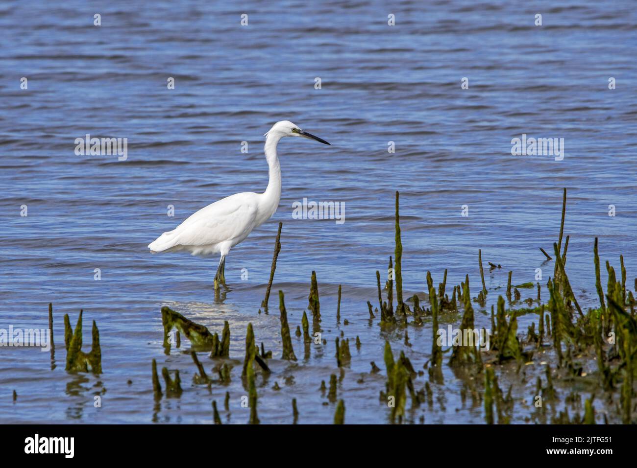 Piccola gretta (Egretta garzetta) che si forma in acque poco profonde di stagno a Waterdunen, riserva naturale lungo la Zeeland occidentale di Scheldt, Paesi Bassi Foto Stock