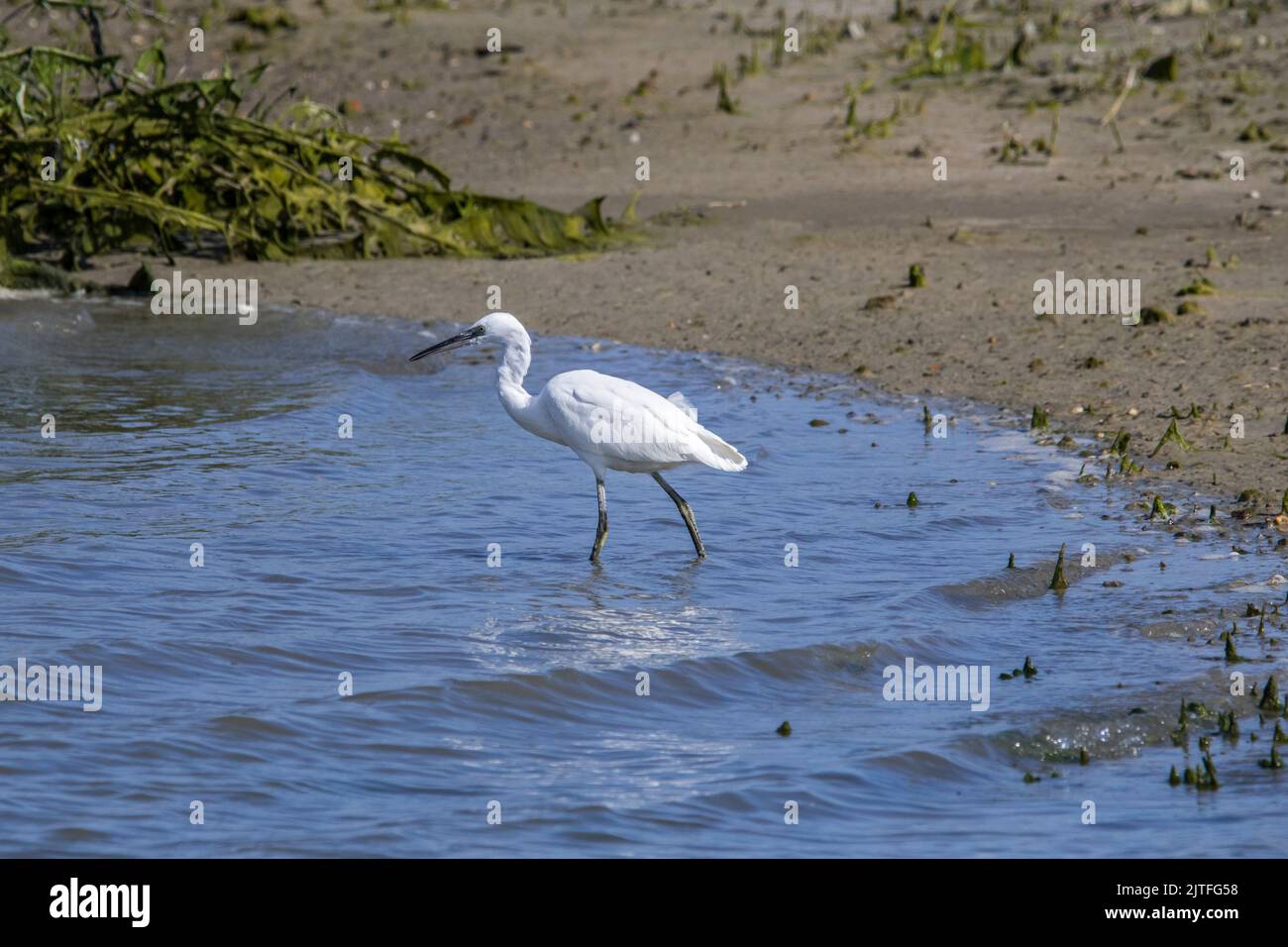 Piccola gretta (Egretta garzetta) che si forma in acque poco profonde di stagno a Waterdunen, riserva naturale lungo la Zeeland occidentale di Scheldt, Paesi Bassi Foto Stock