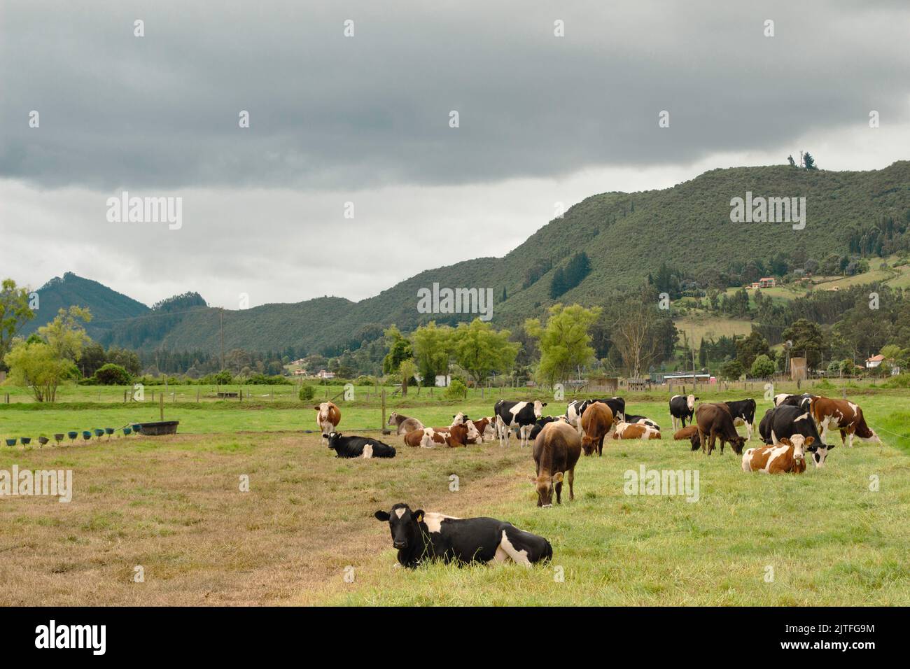 Bellissimo paesaggio colombiano, con le mucche, nelle colline rurali di Tenjo, Cundinamarca, Colombia. Foto Stock
