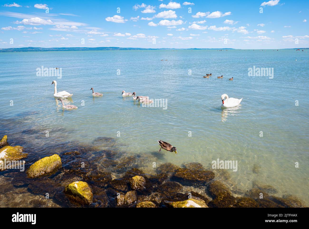 Cigni e anatre galleggiano nel lago Balaton in una giornata di sole in estate Foto Stock