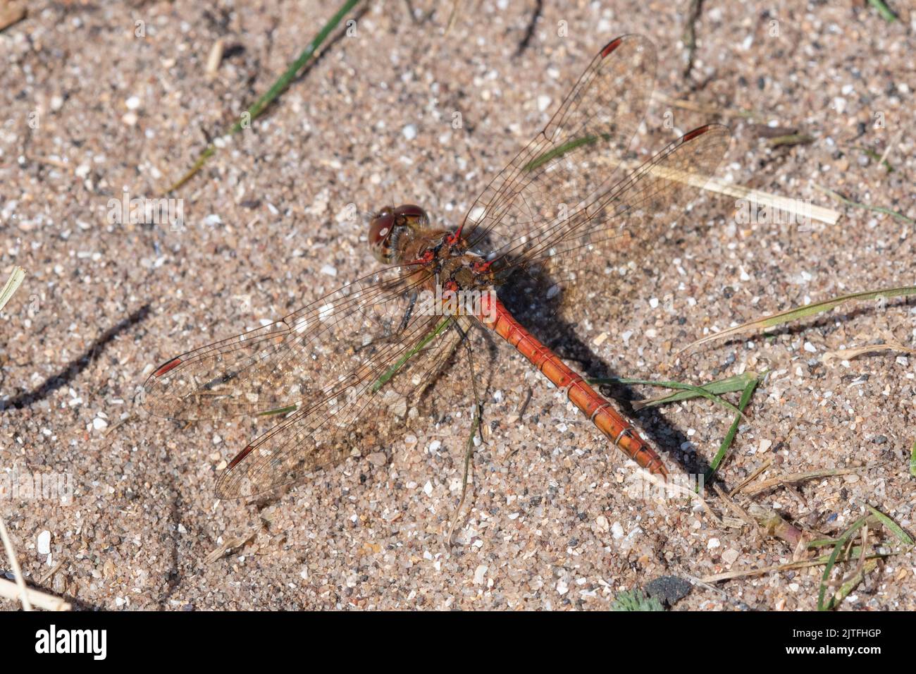 Comune Darter Dragonfly, (Sympetrum striolatum), Drumbarnie Links, Fife, Scozia, REGNO UNITO Foto Stock