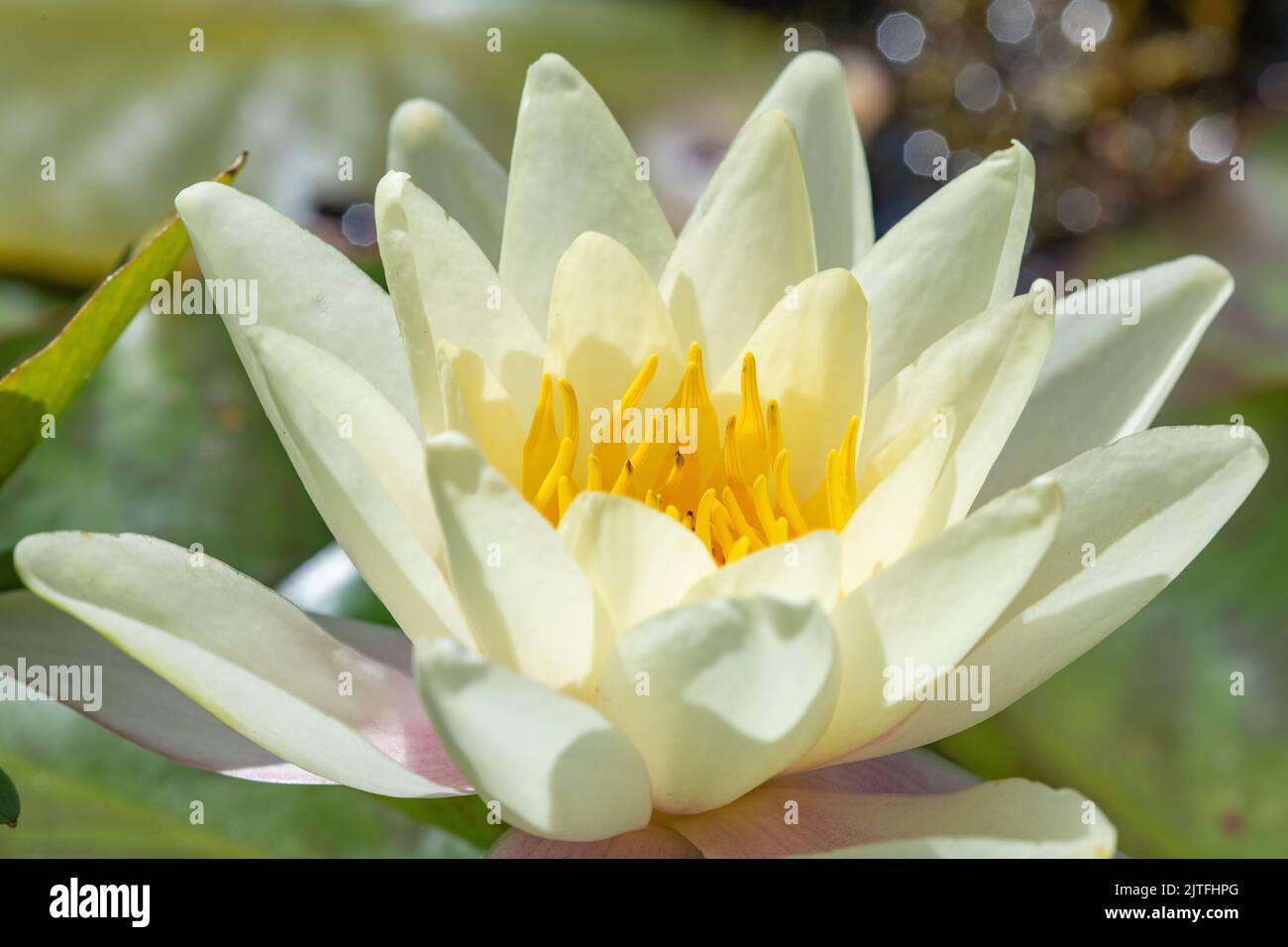 Giglio d'acqua, Falkland Palace Garden, Falkland, Fife, Scozia, REGNO UNITO Foto Stock