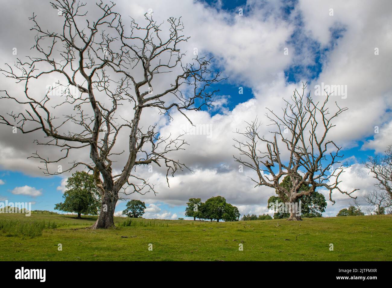 Alberi morti di olmo nel paesaggio, Fyvie Castle, Aberdeenshire, Scozia UK Foto Stock