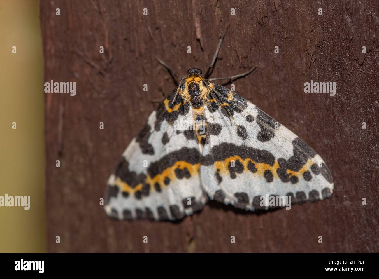 Magpie moth (Abraxas grossulariata), Inverurie, Aberdeenshire, Scozia, REGNO UNITO Foto Stock