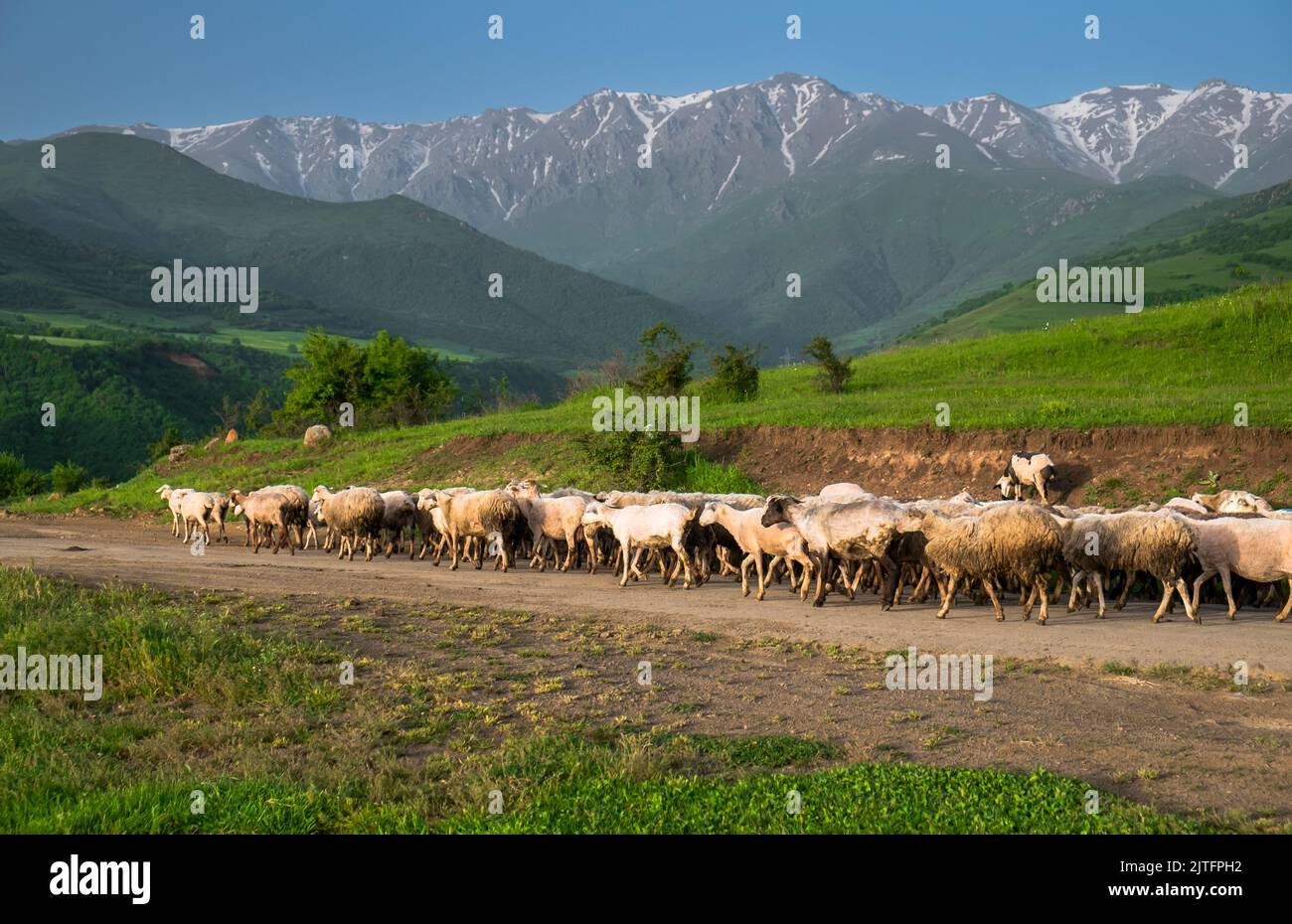 Un gregge di pecore in montagna. Gregge di animali da fattoria che tornano a casa da pascoli alpini. Grande gruppo in movimento campagna strada. Splendido paesaggio naturale, catena montuosa sullo sfondo Foto Stock