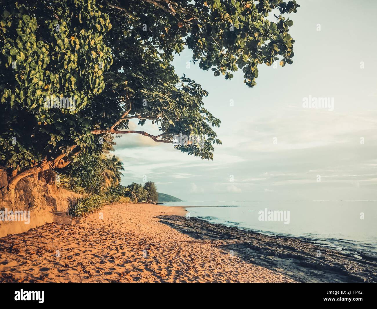 Estate spiaggia di sabbia paesaggio con albero verde sulla costa. Incredibile sfondo naturale. Bellissimo paesaggio naturale. Viaggi, turismo, avventura, idea immagine. Foto Stock