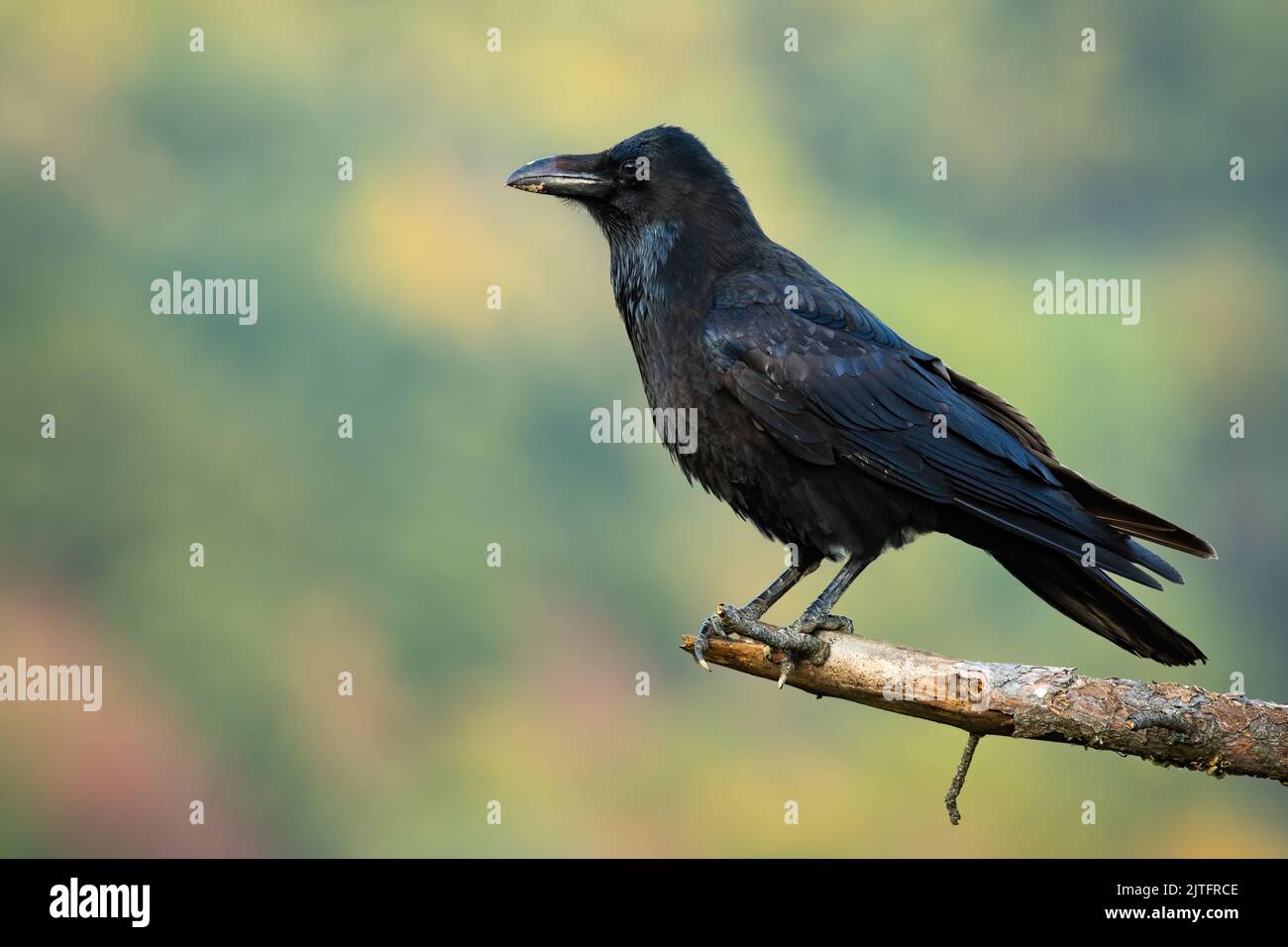 Corvo comune seduta sul ramo in autunno natura da lato Foto Stock