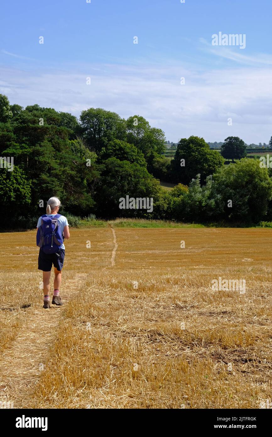 Lady camminando su un sentiero chiaro attraverso la stoppia di mais nelle colline Mendip vicino a Chew Magna, Somerset. Foto Stock