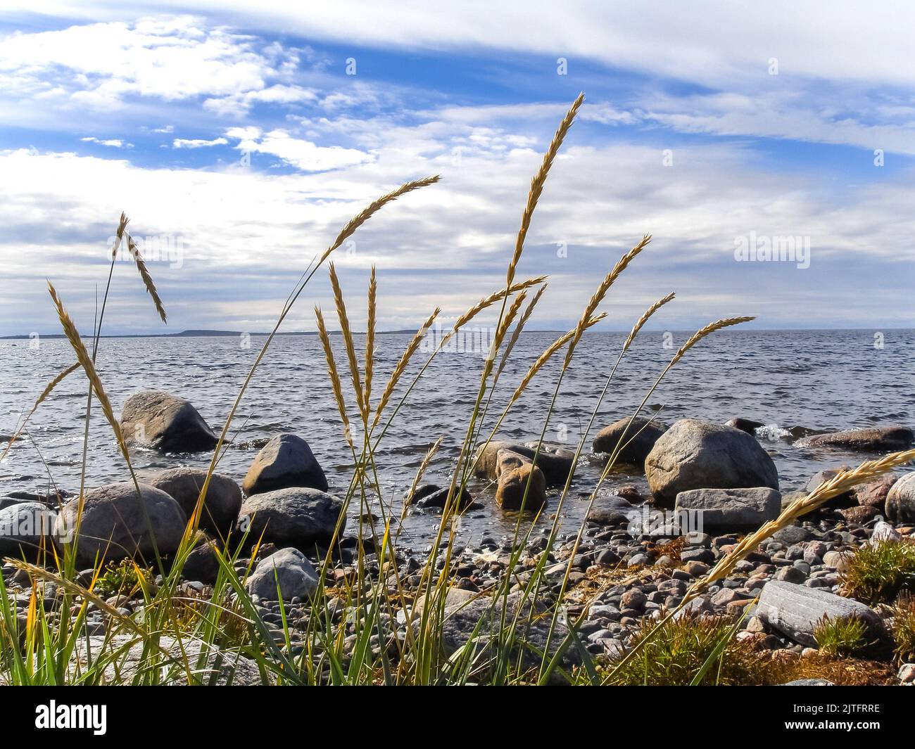 Grandi massi e spighe mature di grano sulla riva del Mare del Nord. Calmo mare di una spiaggia rocciosa in una calda giornata di sole. Foto Stock