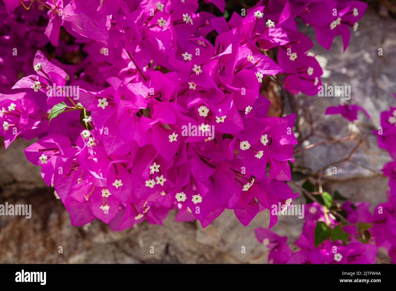 Primo piano di bougainvillaea rosa multfiore. Magnifica bougainvillaea e la natura. Foto Stock