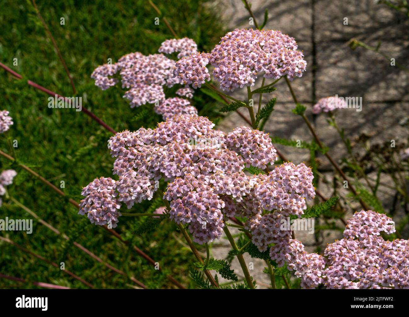 Primo piano di una cultivar ornamentale di yarrow, una testa di ricchi fiori rosa in un giardino. Foto Stock