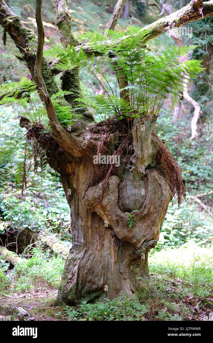 Vita dopo la morte. Un ceppo di albero che decade fornisce uno spazio vivente per le felci in terreno boscoso. Foto Stock