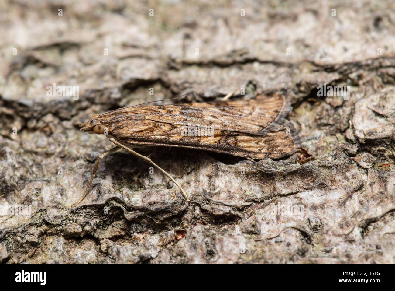 Una falena di Rush Tranciato, Nomophila noctuella, poggiante sulla corteccia di un albero. Foto Stock