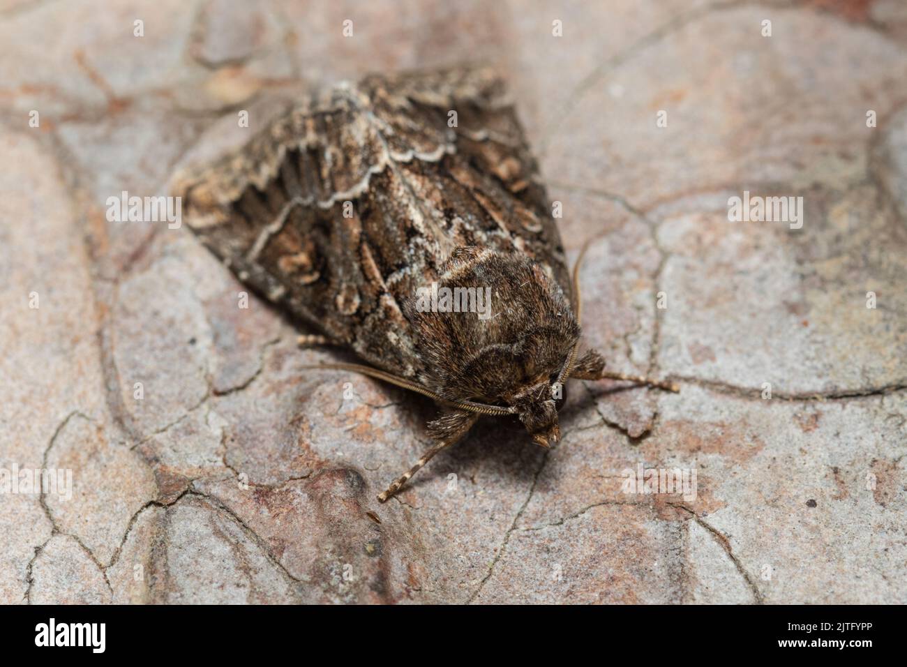 Una falce di rame sotto ala, Amphipyra piramidea, anche conosciuto come verme di frutta verde umpato o verme di frutta verde piramidale che riposa sulla corteccia di un albero. Foto Stock