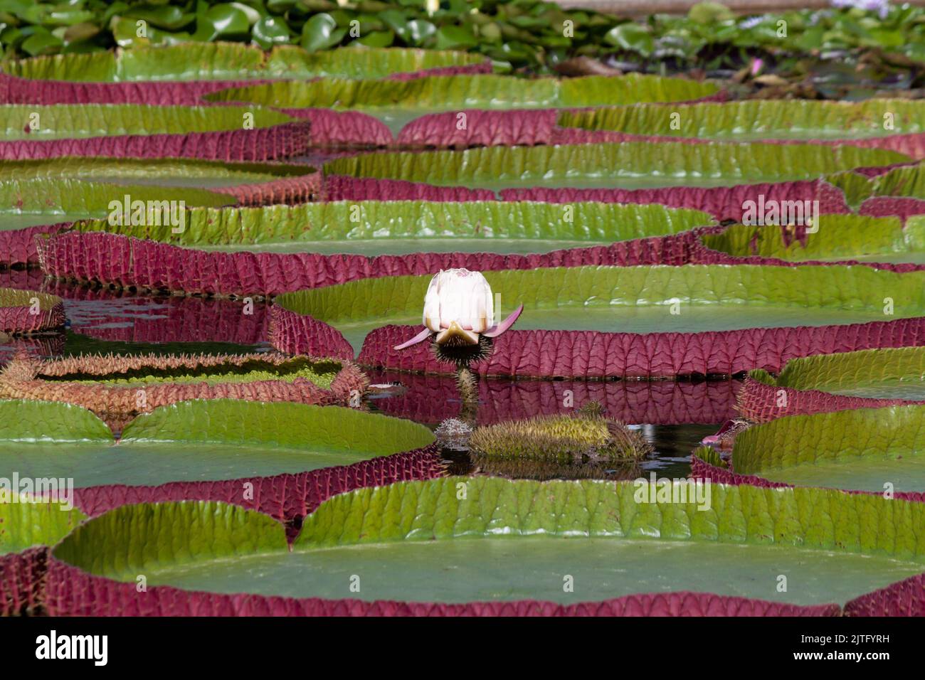 Victoria amazonica o Victoria regia è una grande pianta erbacea tropicale acquatica Foto Stock