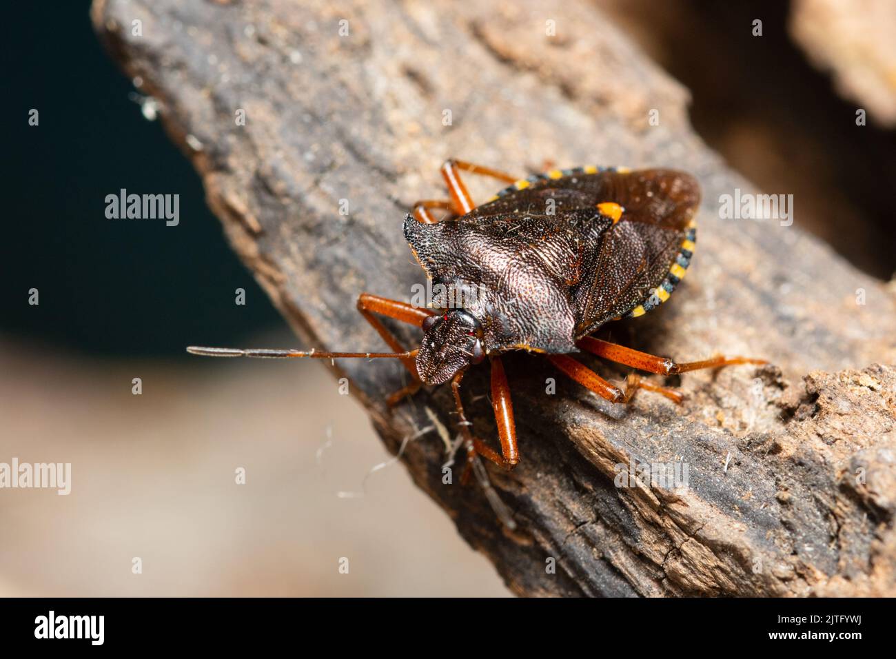 Un bug della foresta noto anche come schermo a zampe rosse, Pentatoma rufipes, appollaiato su un log marcio. Foto Stock