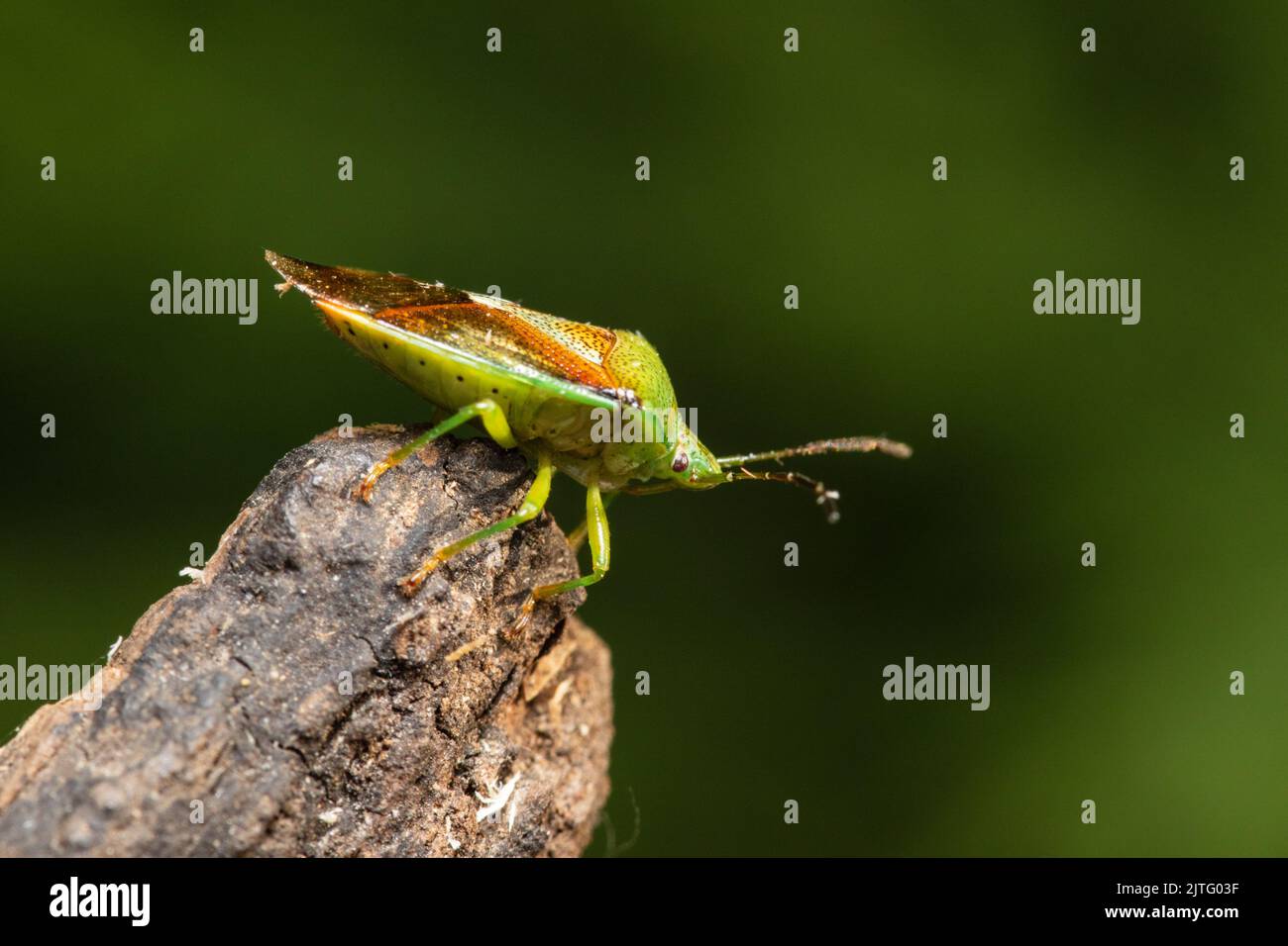 Un insetto di betulla, Elasmosthus interstinctus, arroccato su un pezzo di legno marcio. Foto Stock