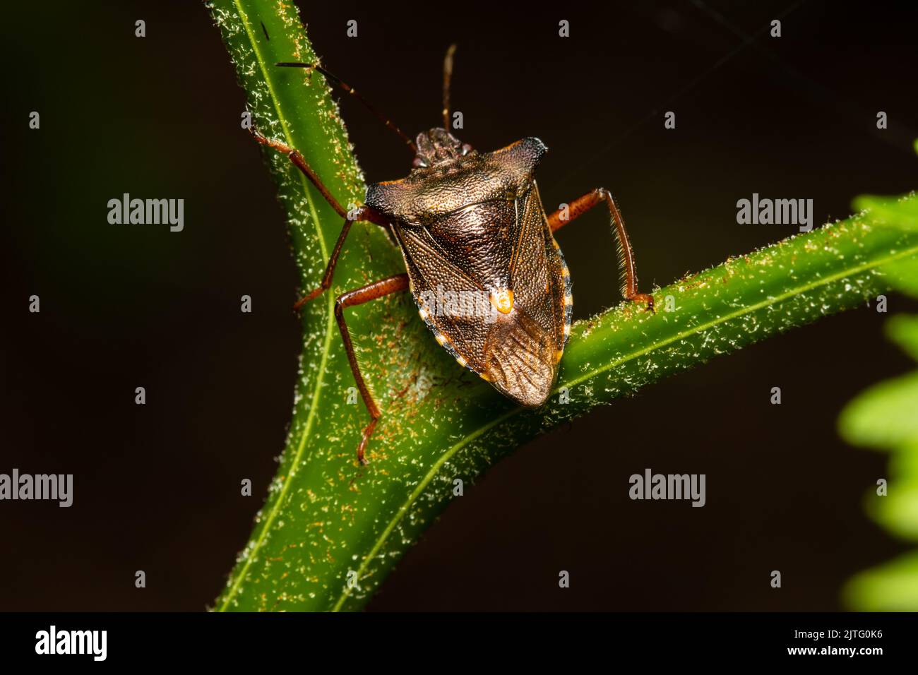 Un insetto della foresta conosciuto anche come shieldbug a zampe rosse, rufipes di Pentatoma, appollaiato su un gambo della pianta. Foto Stock