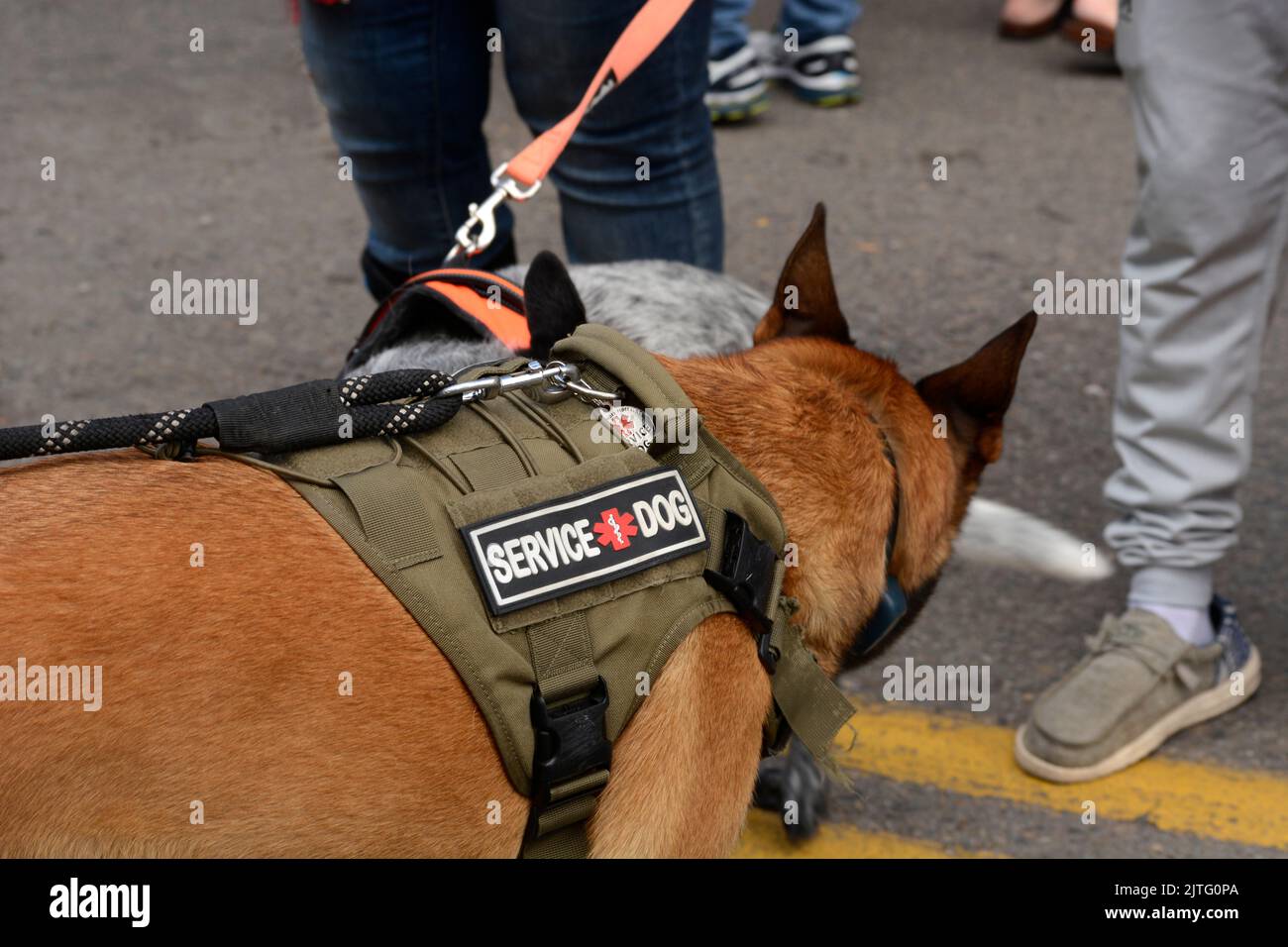 Un cane di servizio cammina con il suo proprietario a Santa Fe, New Mexico. Foto Stock
