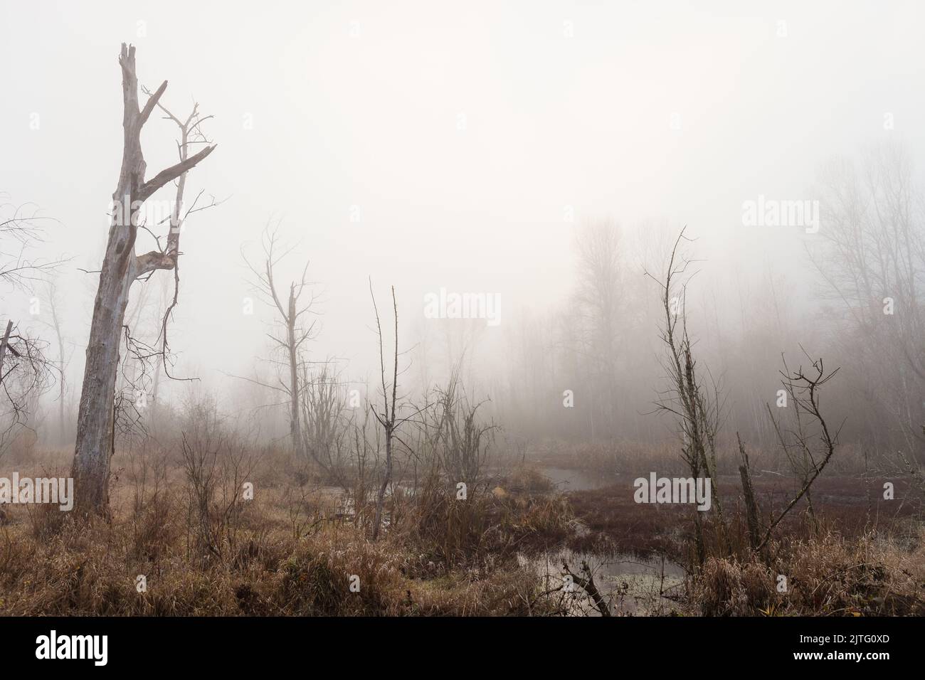 Silhouette albero in nebbia in Parco ambientale Wetland in autunno Foto Stock