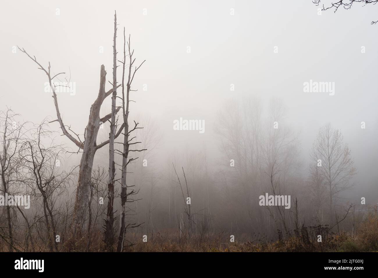 Silhouette albero in Parco ambientale Wetland in nebbia in Autum Foto Stock
