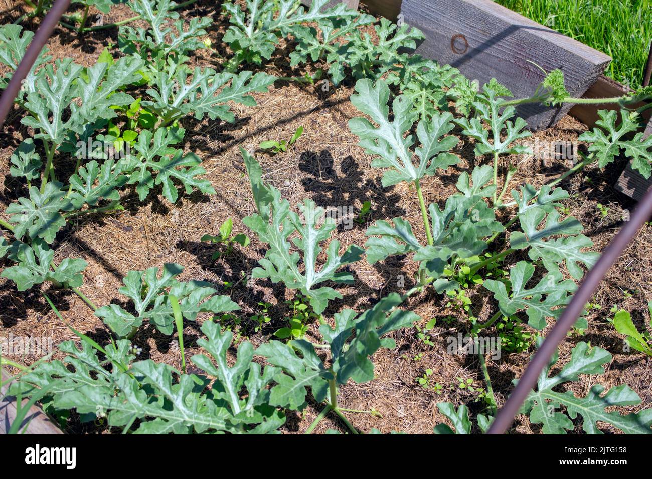 Cocomero succosa piante verdi immature che crescono nel terreno agricolo in estate in una serra. Foto Stock