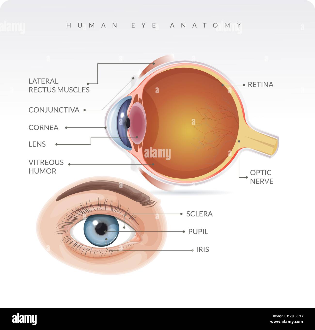 Anatomia dell'occhio umano - Stock Illustration come file EPS 10 Illustrazione Vettoriale