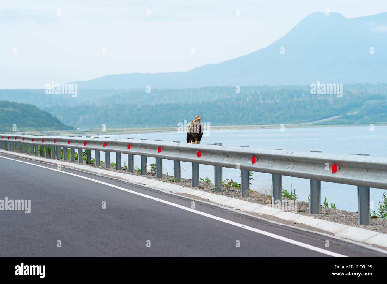 L'aquila di mare grigia si trova su una barriera stradale al limitare di un'autostrada costiera sullo sfondo di una baia nebbiosa, l'isola di Kunashir Foto Stock
