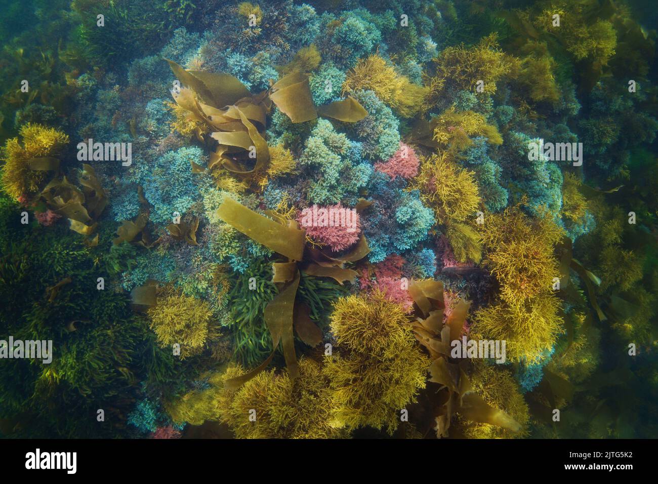 Fondale coperto da varie alghe marine colorate visto dall'alto, scena subacquea naturale, oceano Atlantico, Spagna, Galizia Foto Stock