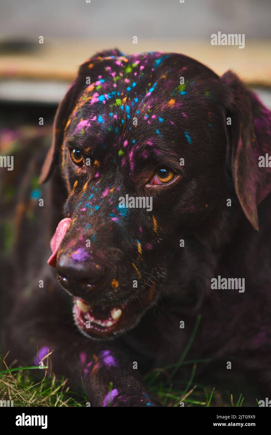 Labrador Retriever rivestito in colori Holi. Foto di alta qualità Foto Stock
