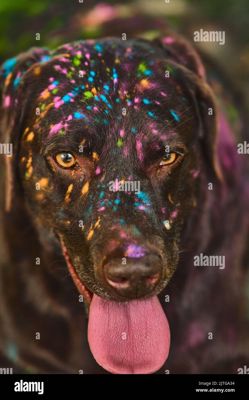 Colori Holi su Labrador Retriever. Foto di alta qualità Foto Stock