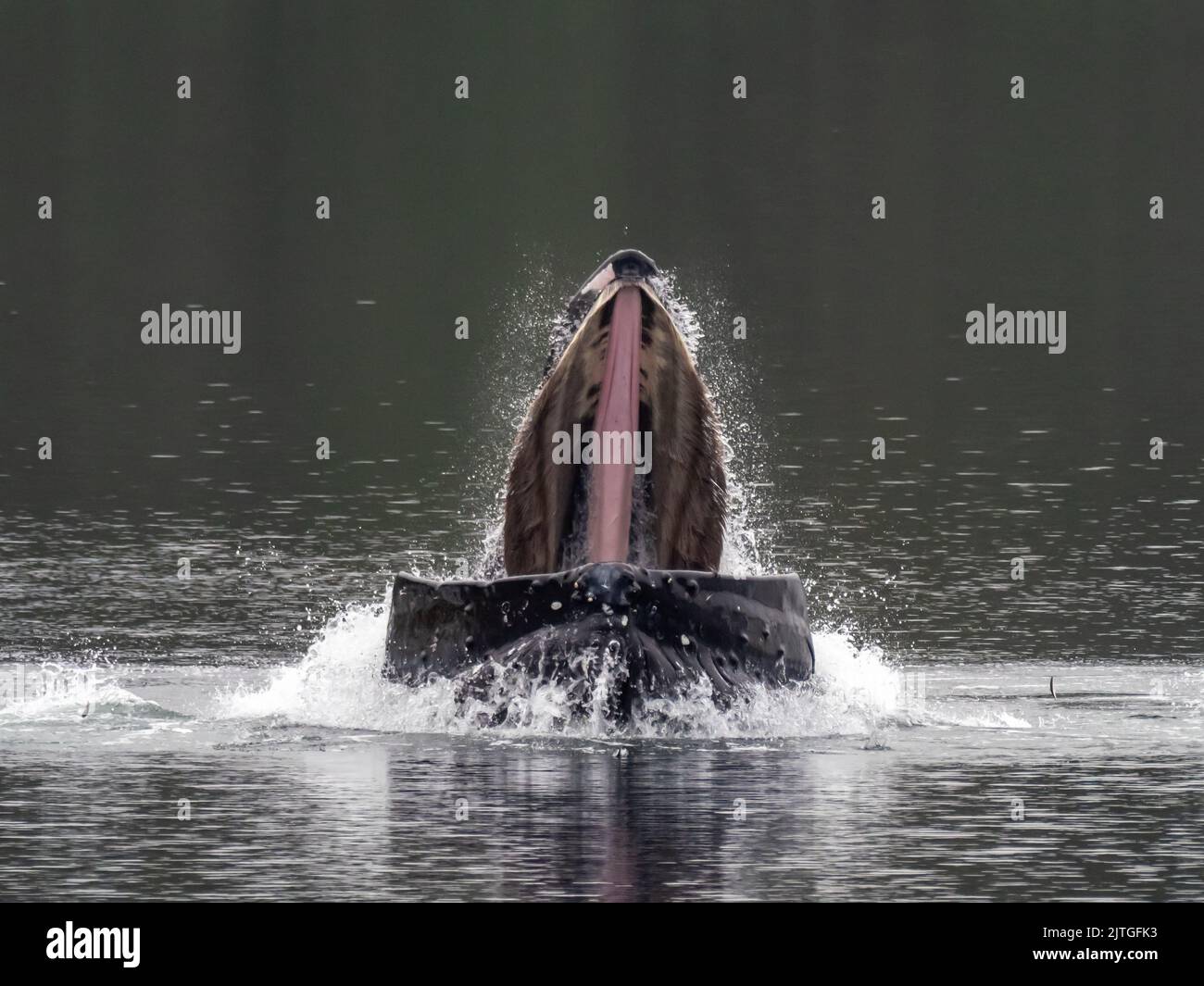 Megattere, Megaptera novaeangliae, bubblenet nutrirsi nel sud-est dell'Alaska, USA Foto Stock