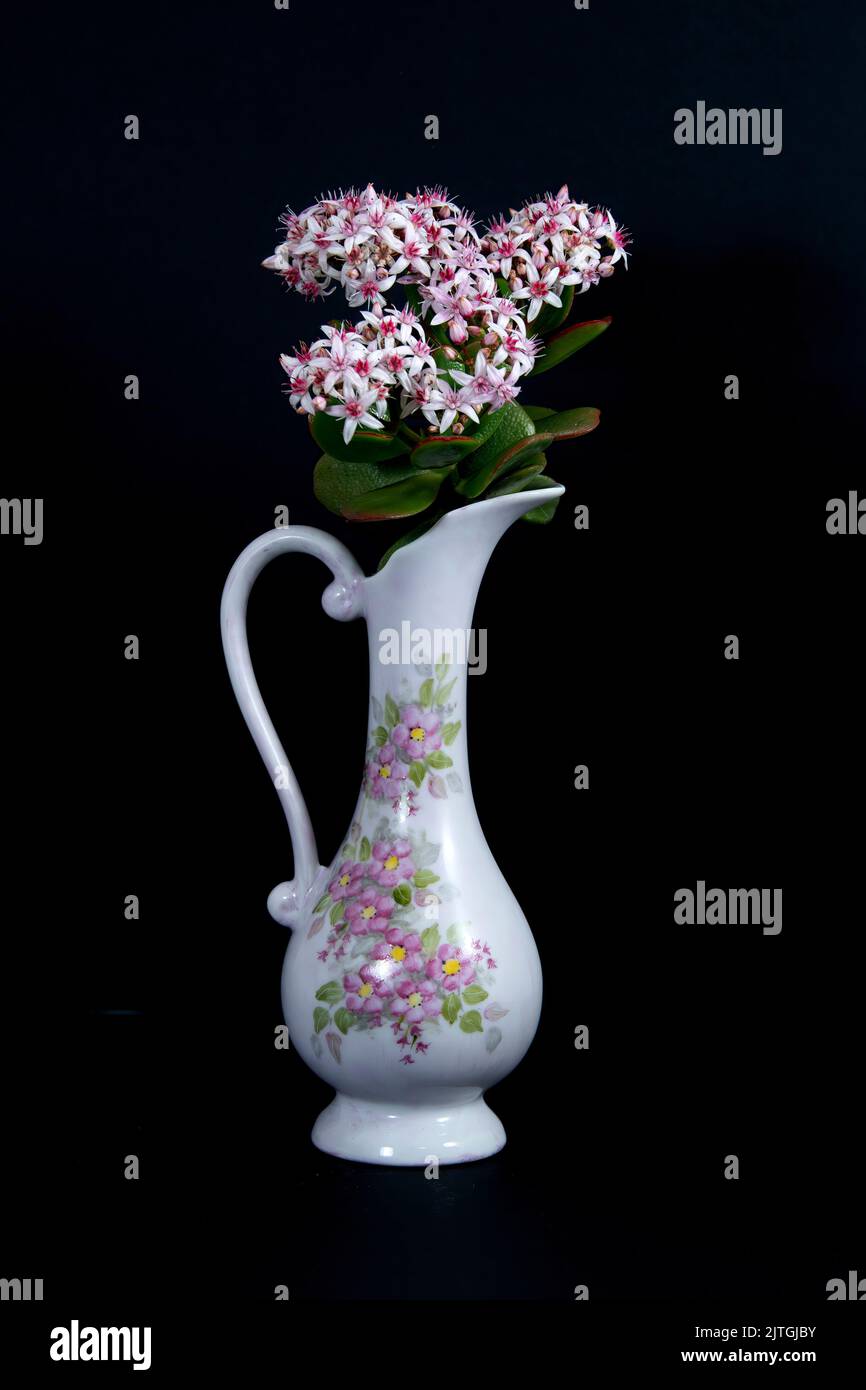 Fiori di pianta di Giada bianchi e marroni in un vaso di ceramica decorativo prety isolato su uno sfondo di colore nero. Immagine delle decorazioni e delle opere d'arte. Foto Stock