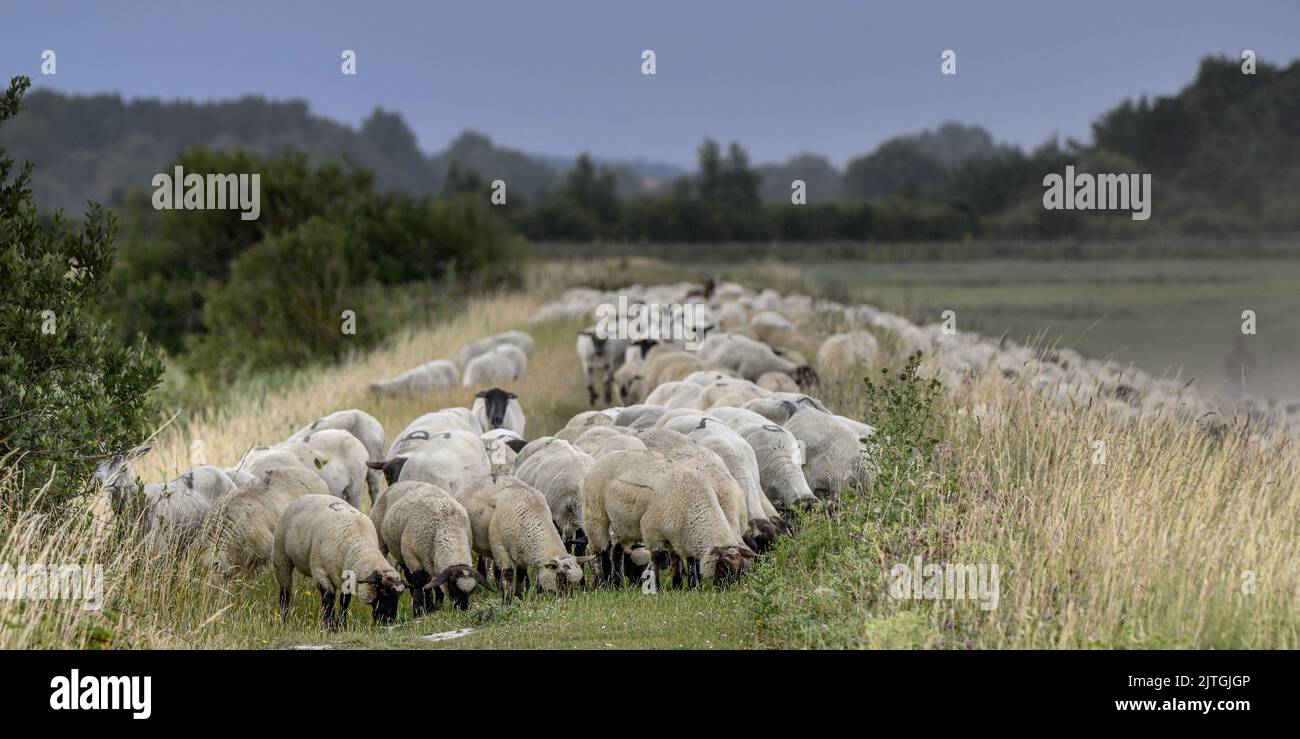 les Molières de la baie de somme, lilas de mer, moutons Foto Stock