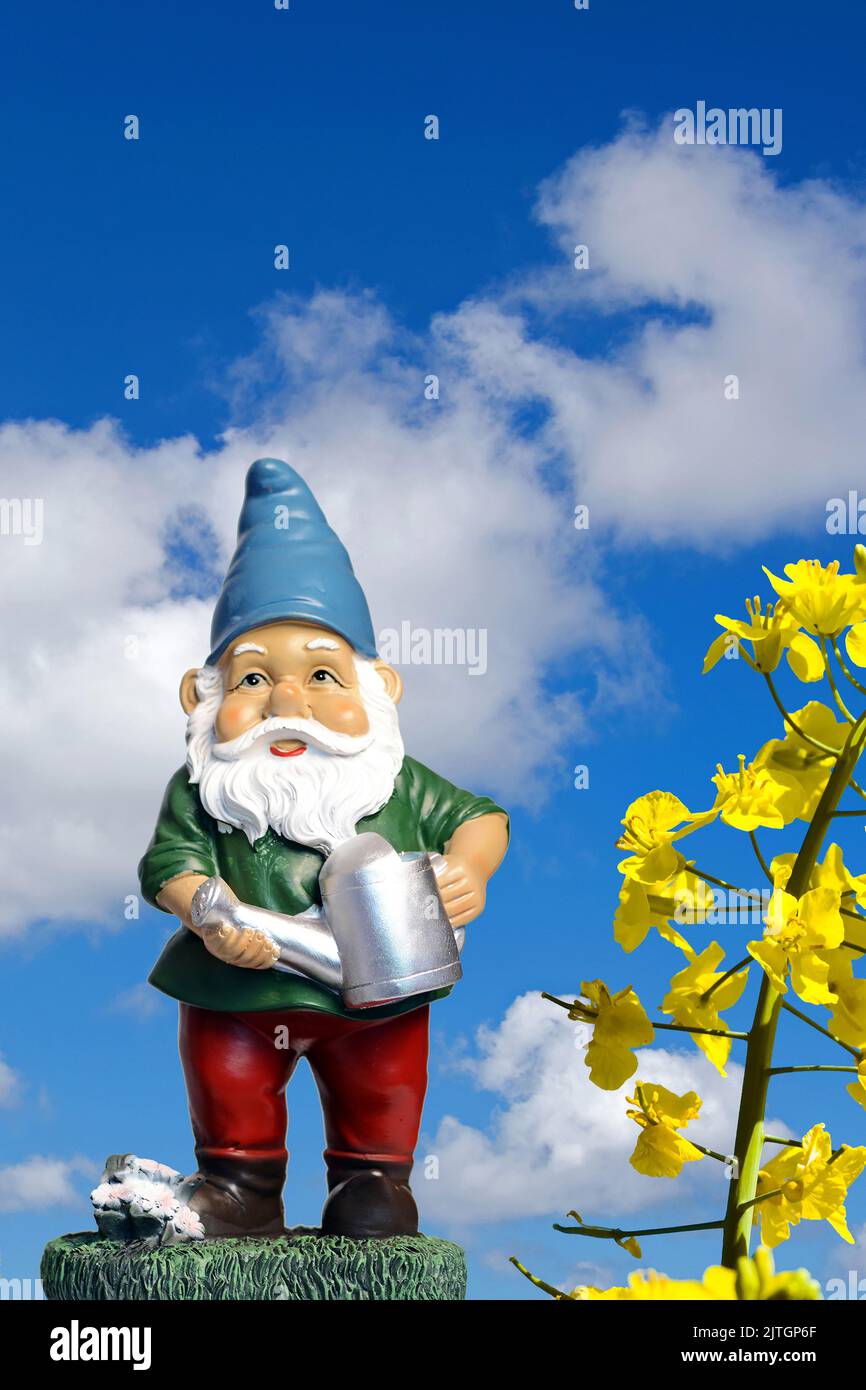nana da giardino con annaffiatoio in primavera con fiori di canola, componendo Foto Stock