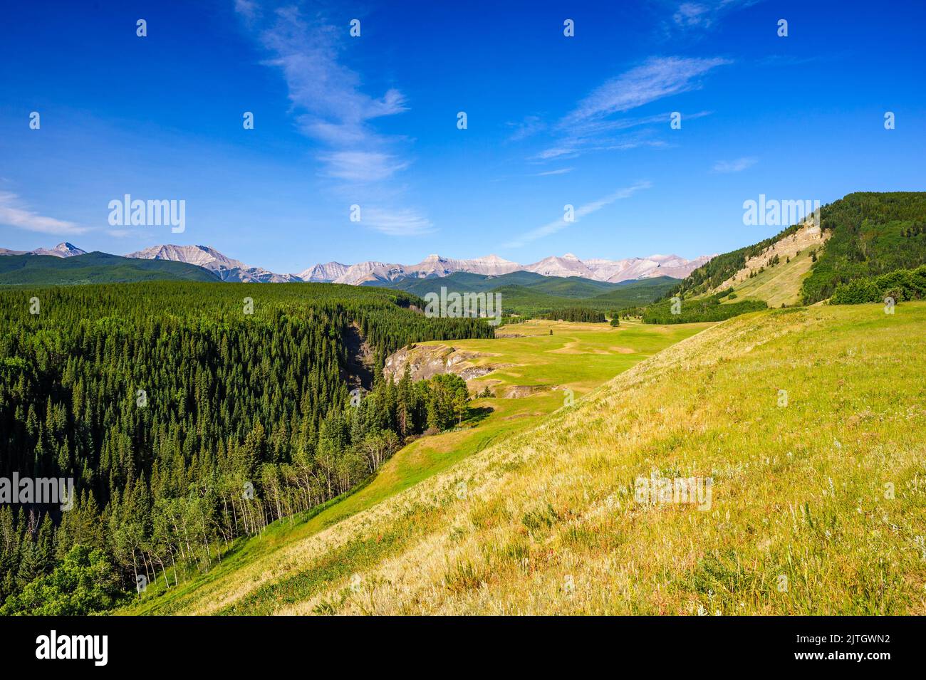 Una vista di Nash Meadow e della foresta boreale circostante sulle montagne del Bighorn Wildland Provincial Park in Alberta. Foto Stock