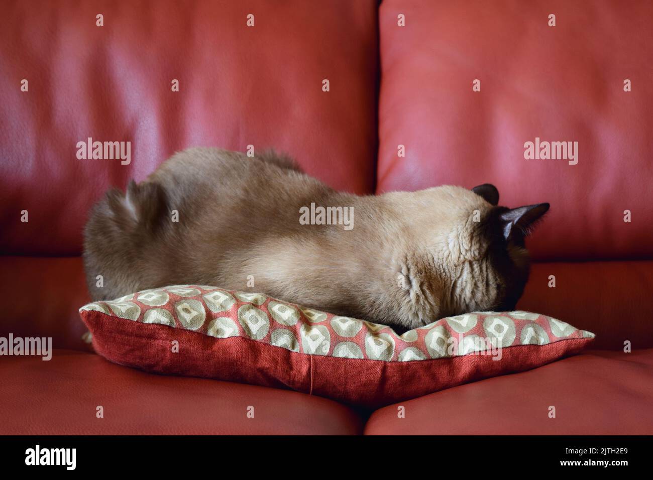 Gatto Siamese addormentarsi su un cuscino su un divano rosso Foto Stock