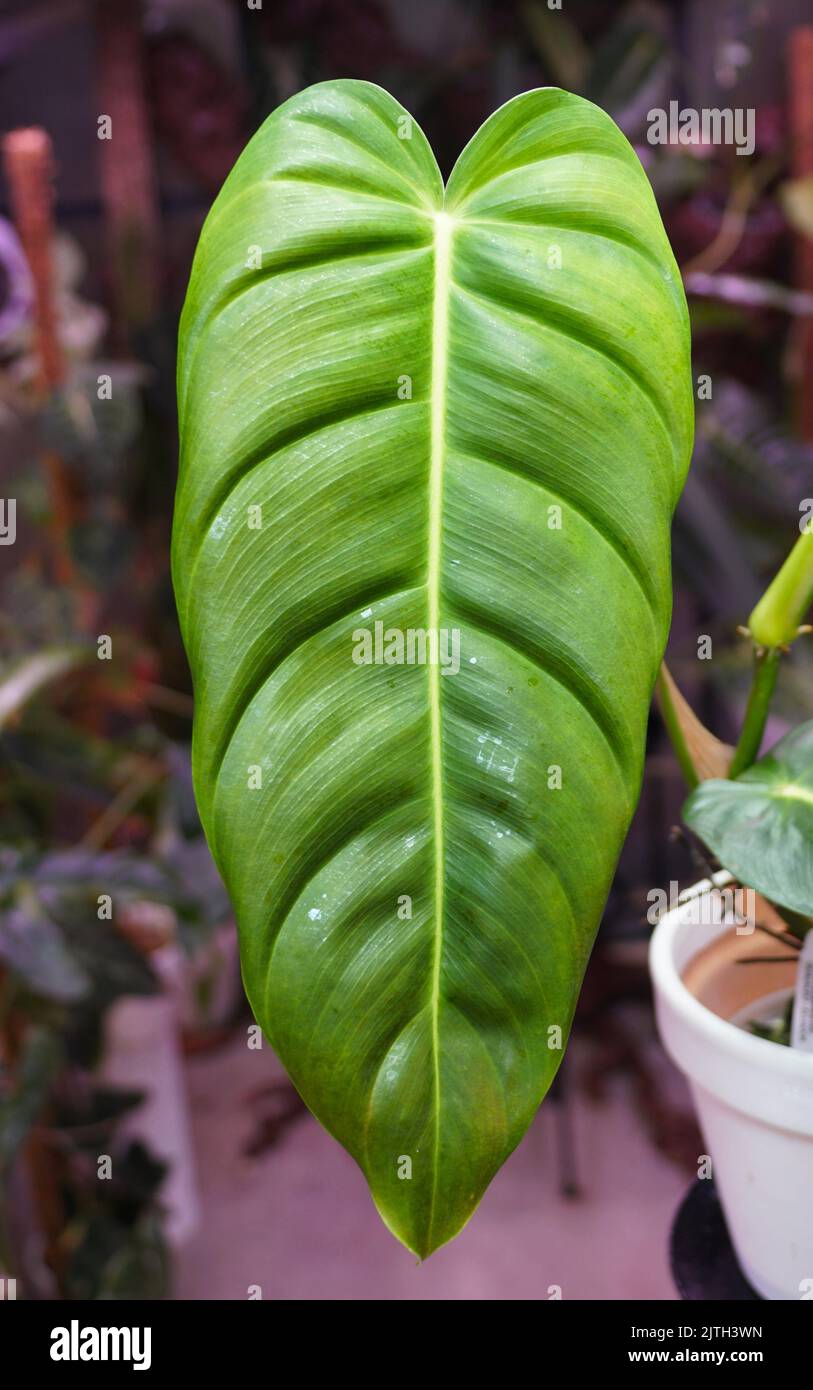 Una bella foglia verde di Philodendron Esmeraldense stretto Foto Stock