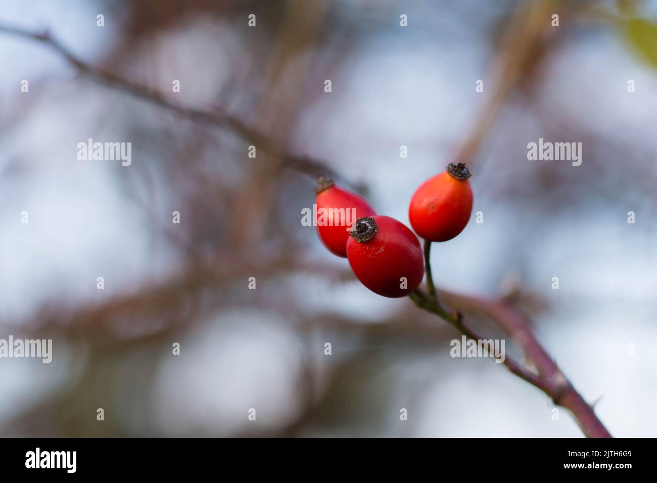 Rosehip rosso con sfondo sfocato, stagione autunnale Foto Stock