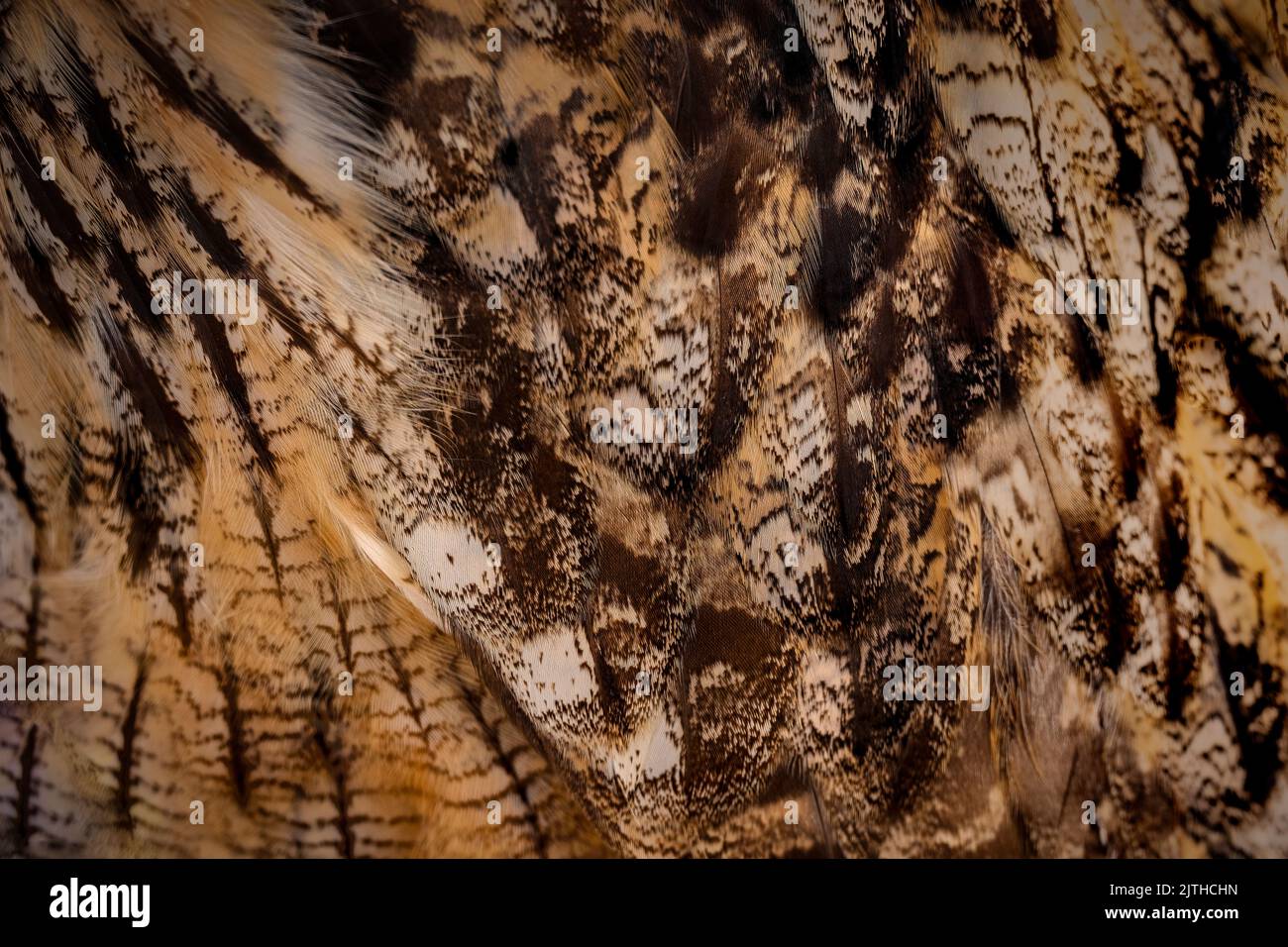 Primo piano delle piume del gufo di aquila eurasiatica. Sfondo texture. Foto Stock