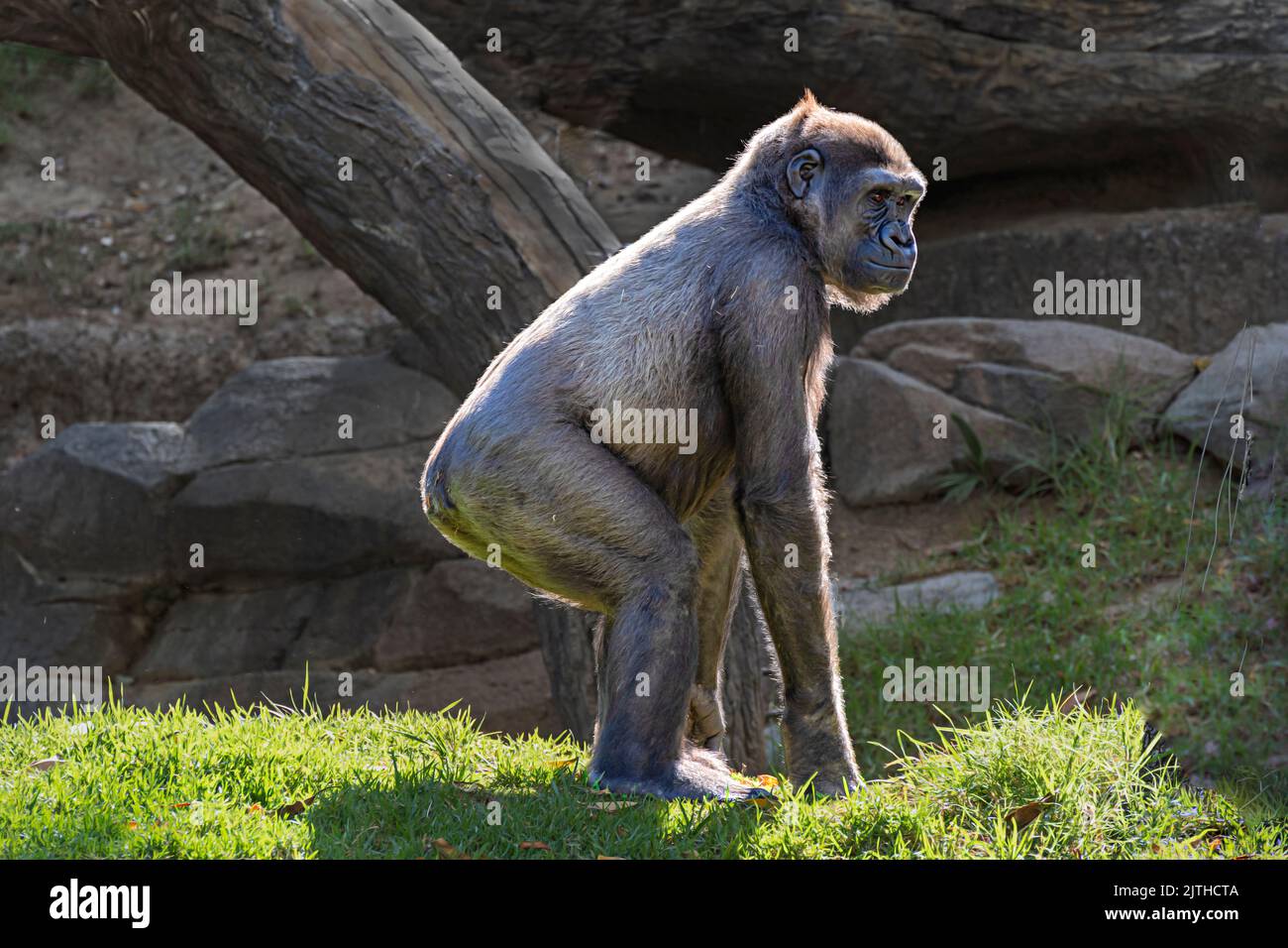 Gorilla giovane silberback sull'erba. Retroilluminato. Foto Stock