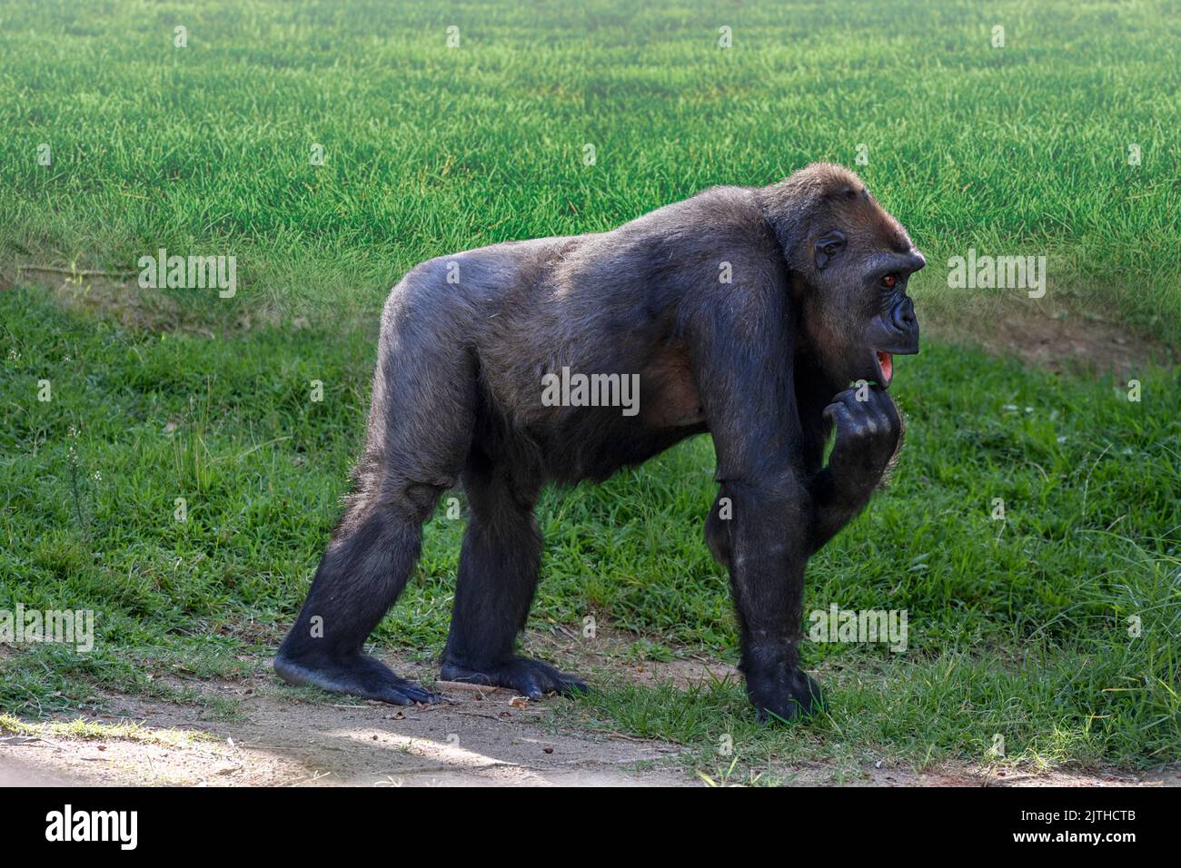 Gorilla giovane argentata con bocca aperta e mano sul mento, camminando attraverso l'erba. Retroilluminato. Foto Stock