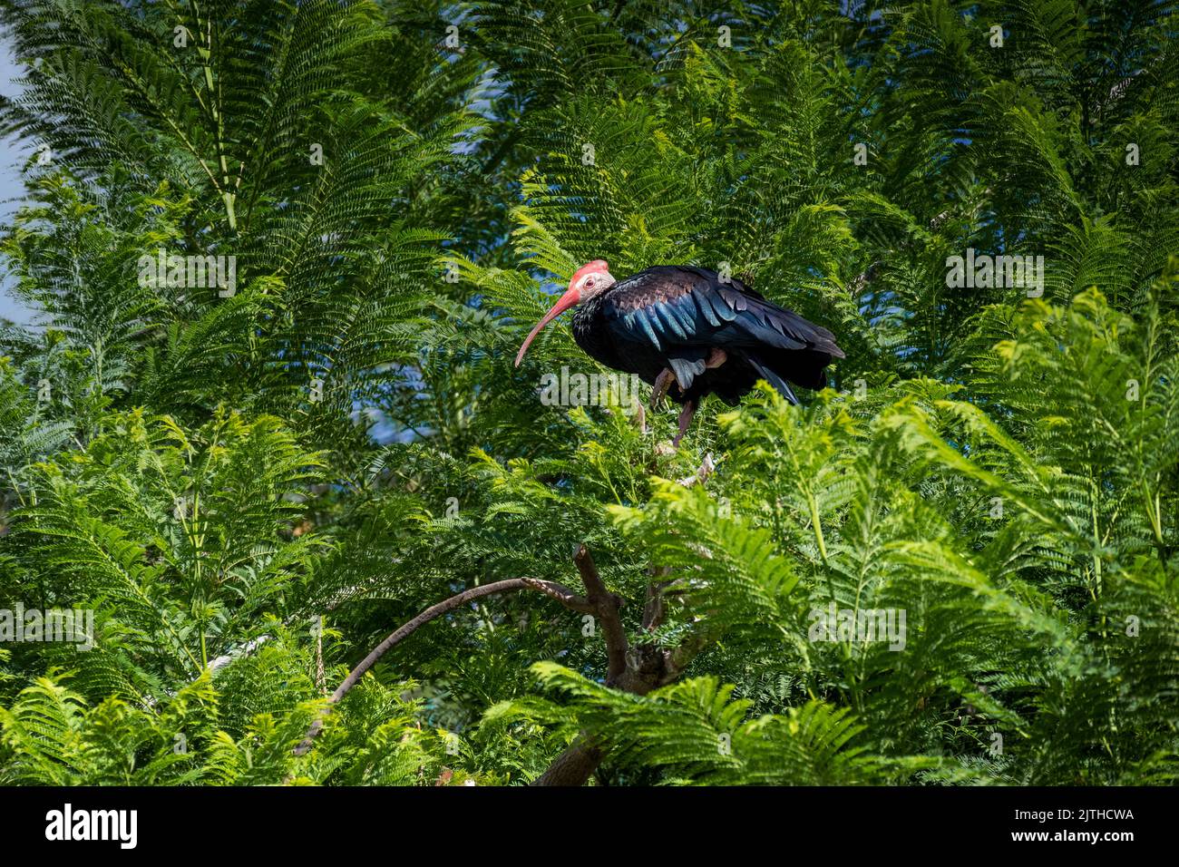 Uccello ibis calvo meridionale (Geronticus calvus) atterrando in un albero. Foto Stock